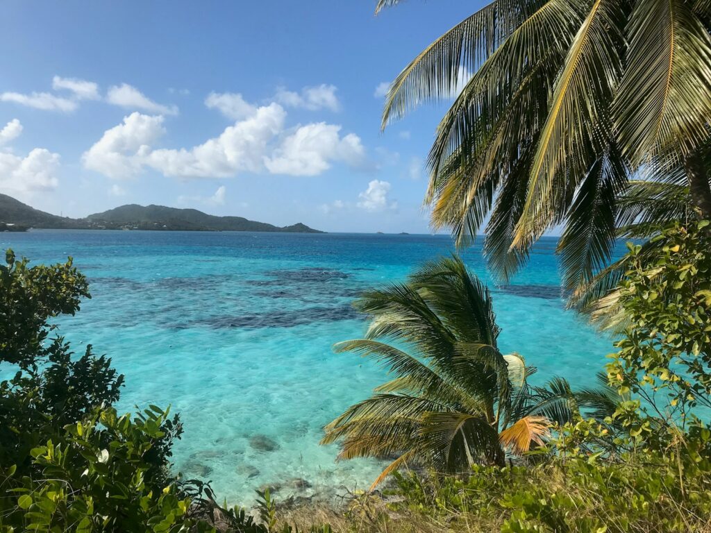 green palm tree near blue sea under blue sky during daytime