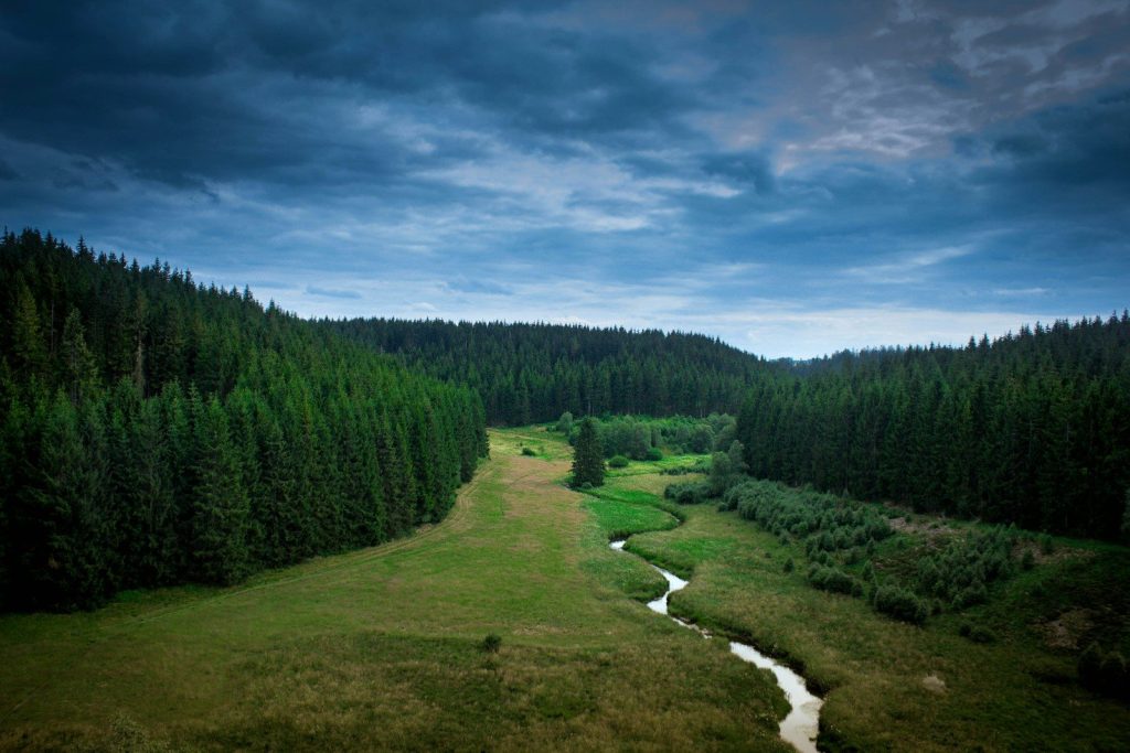 green pine trees under blue sky during daytime